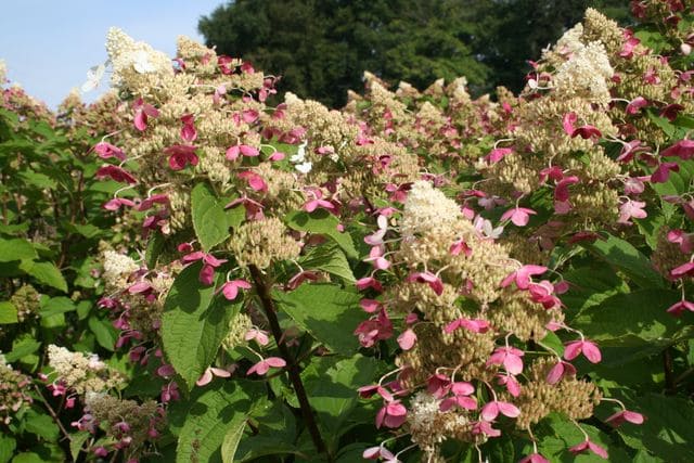 Les Hortensias du Haut Bois Midlate Summer hortensia panicule