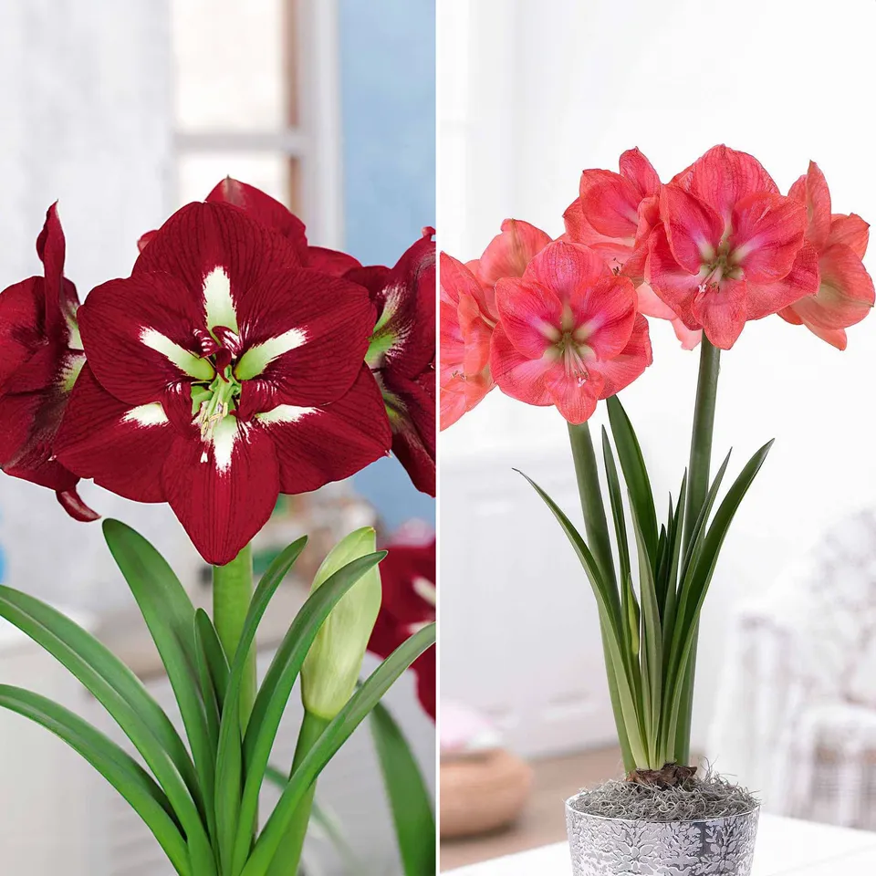 Bakker Amaryllis géantes bulbes sachet 2 bulbes 28-30 cm