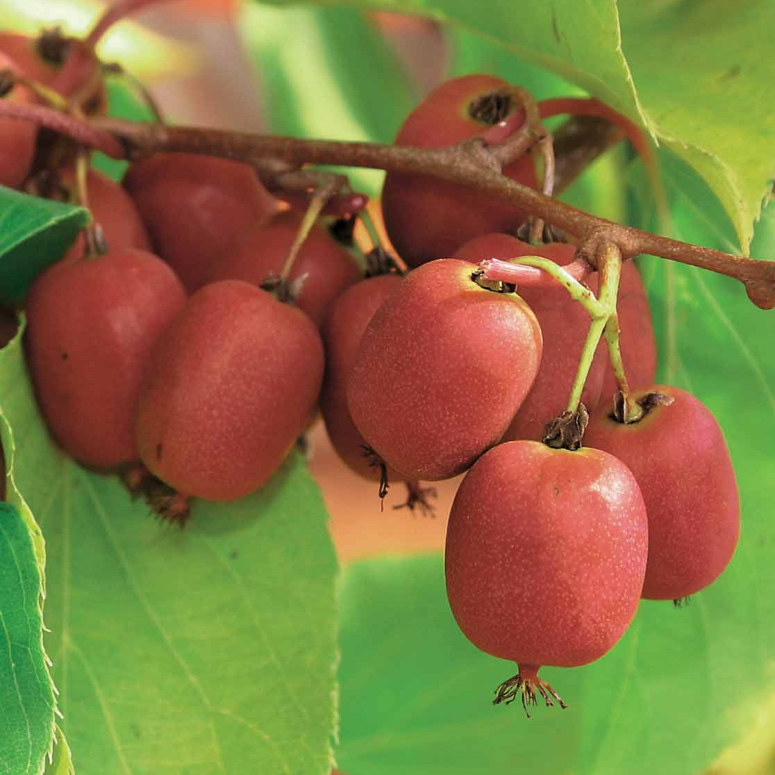 Bakker Fruitiers Kiwis rouges Weiki couple 2 pots Ø 9cm
