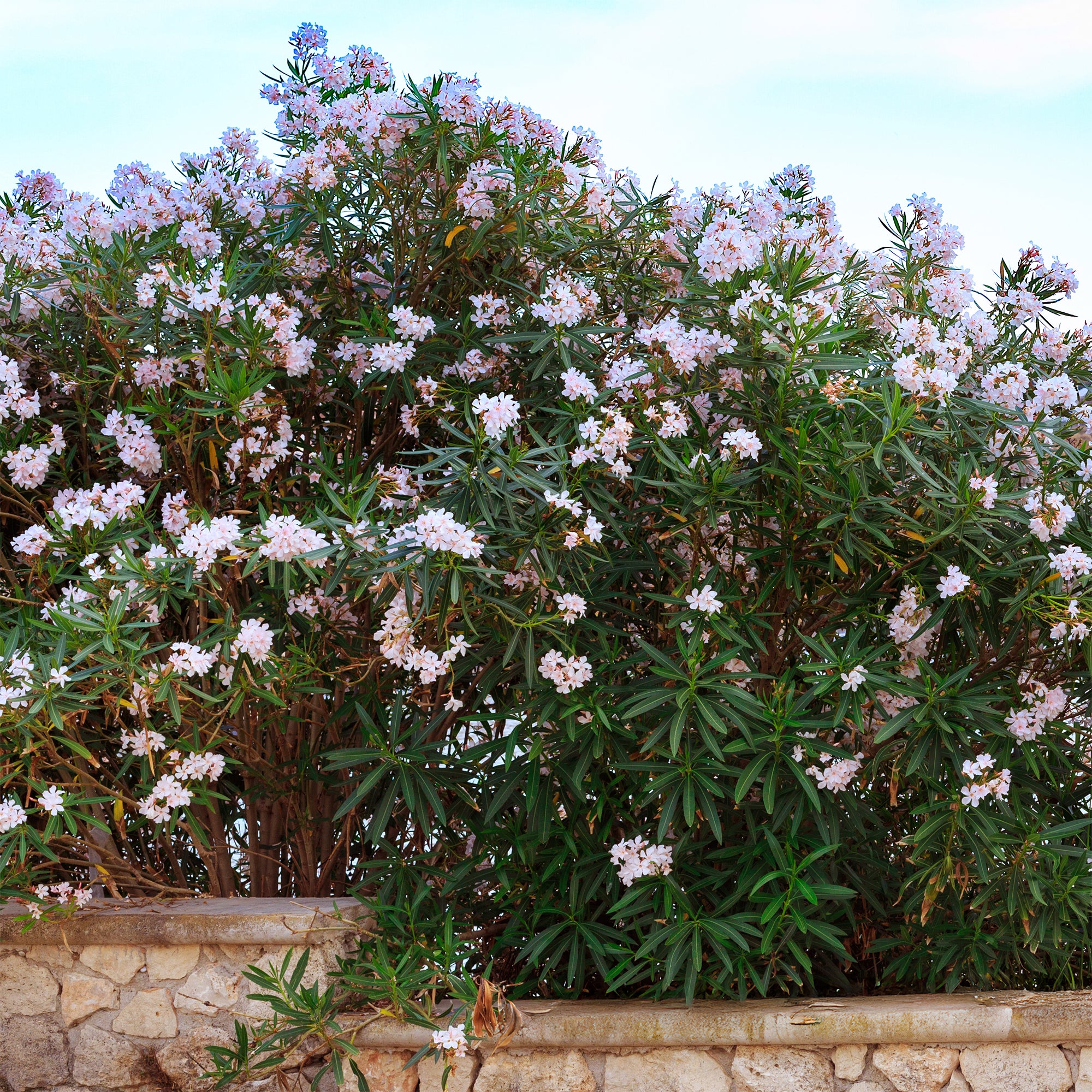 Bakker Laurier-rose Harriet Newding arbuste pot rose parfumé