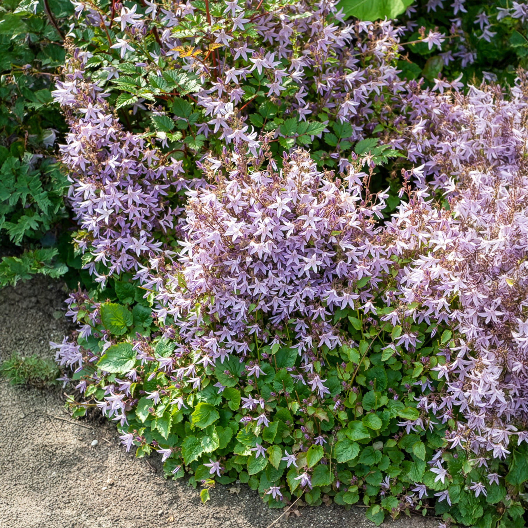 Bakker Campanule Lisduggan murets vivace pot 9cm violet