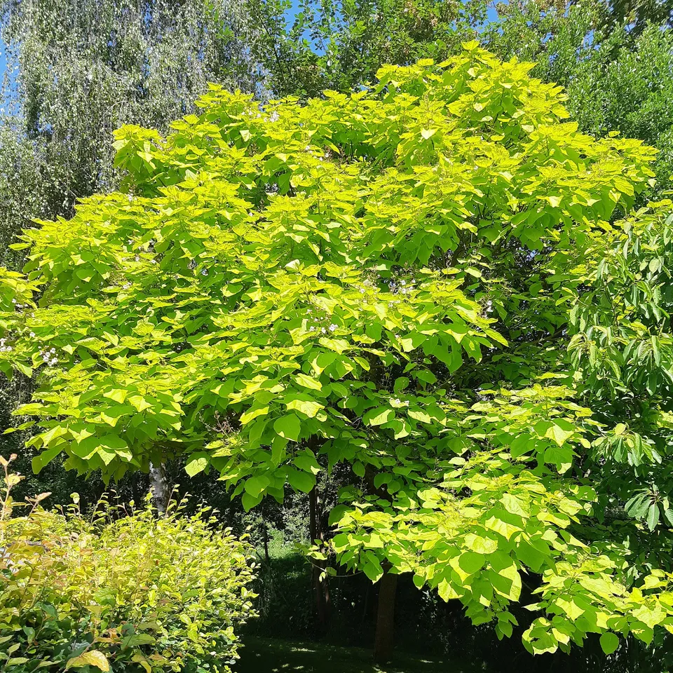 Bakker Catalpa commun Aurea arbre pot 2L 30-40cm feuillage doré