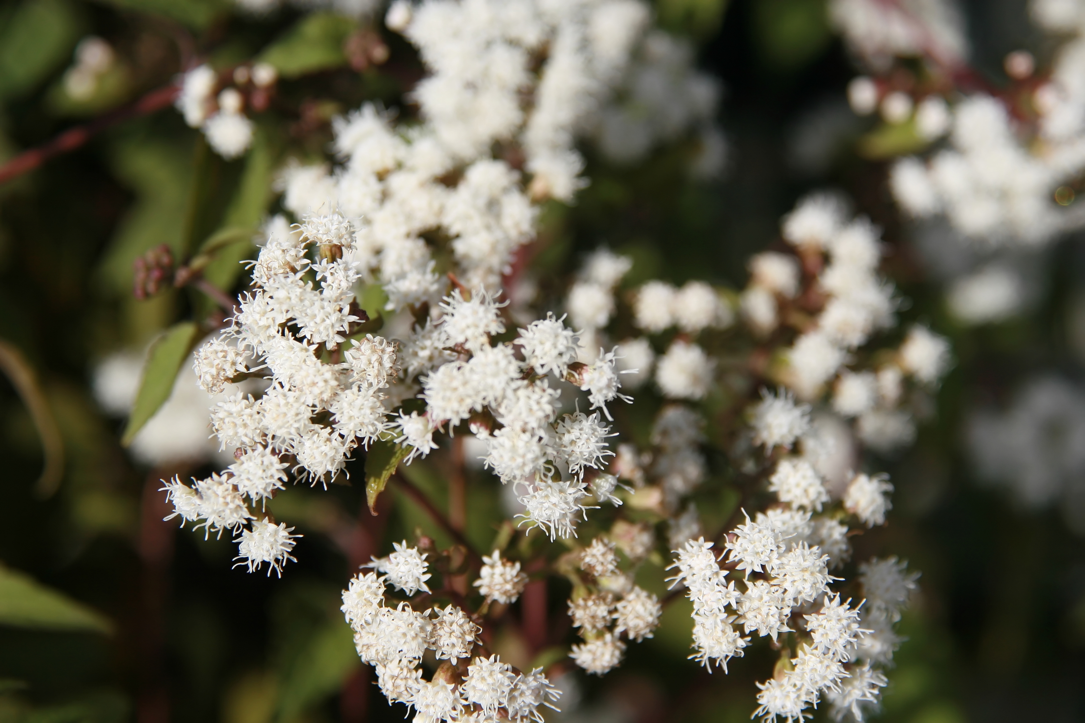 Passion Vivaces Eupatorium Chocolate plante vivace feuillage pourpre
