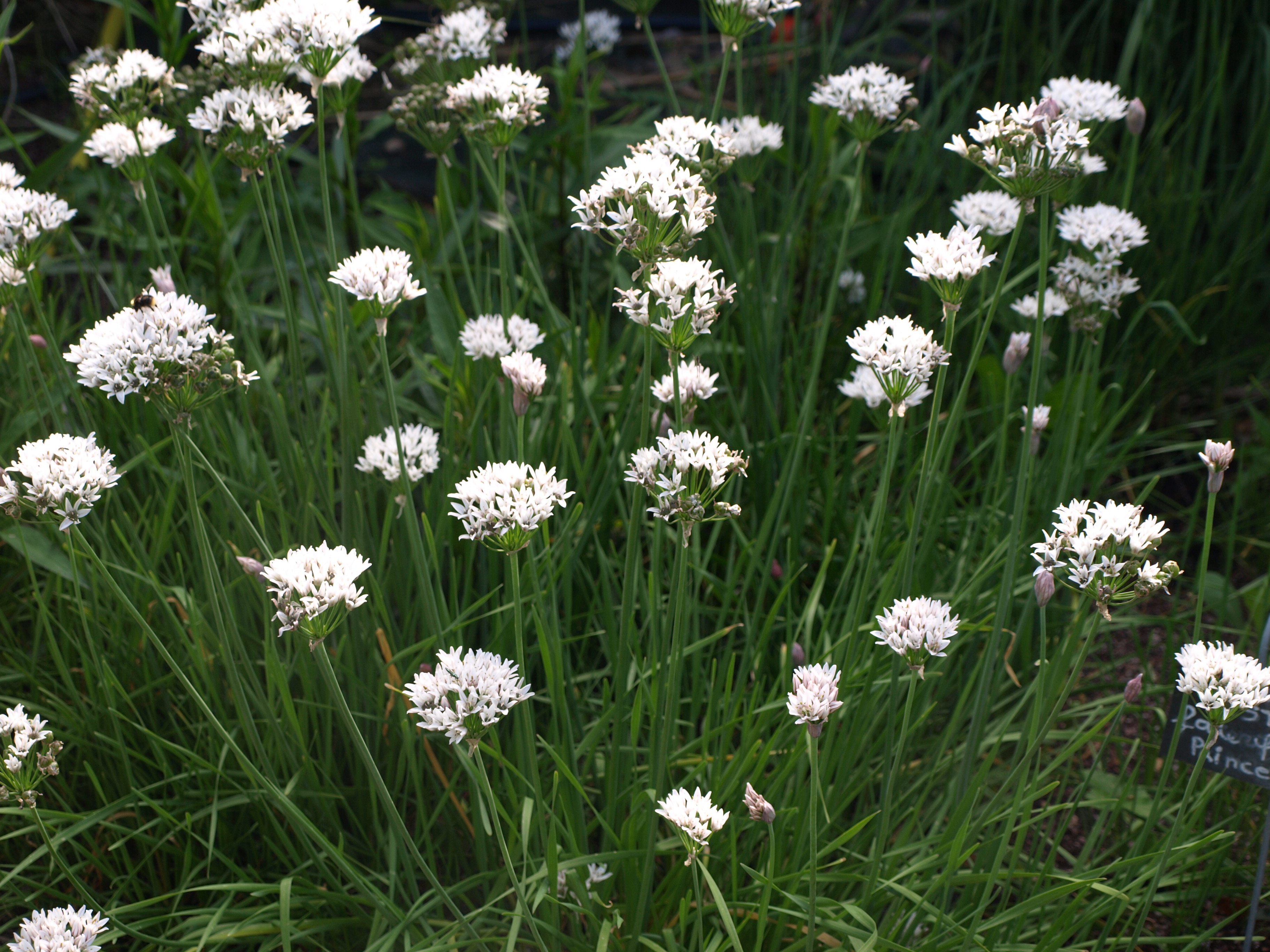 Passion Vivaces ALLIUM ramosum plante vivace godet fleurs blanches
