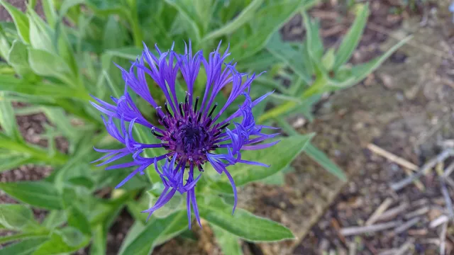 Passion Vivaces Centaurea montana plante vivace godet bleu