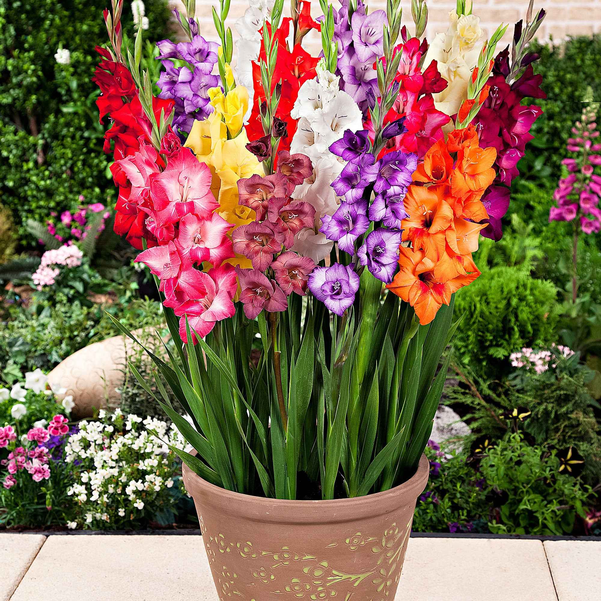 Bakker Glaïeuls nains mélange bulbes 12 pot soleil