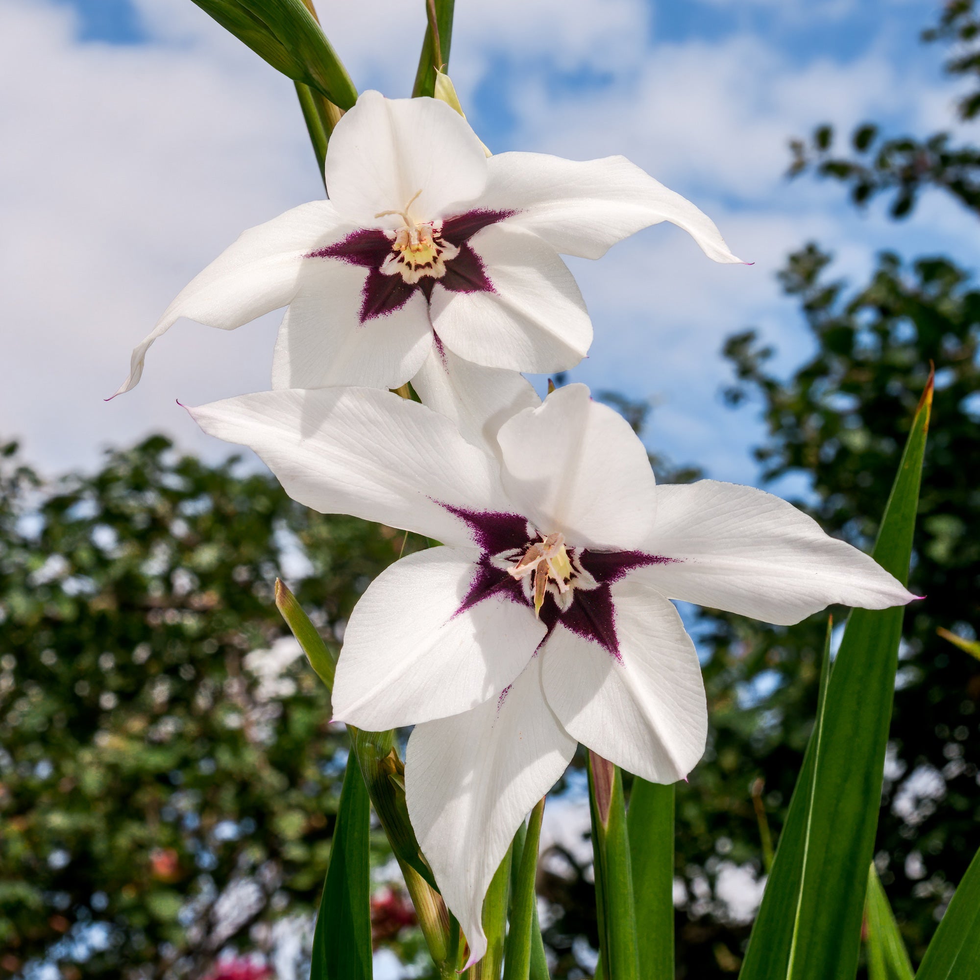 Bakker Glaïeuls d'Abyssinie 30 bulbes 8-9 cm blanc parfumé