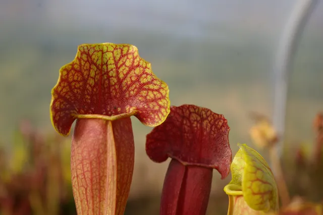 Carniflore Sarracenia x barba plante carnivore orange