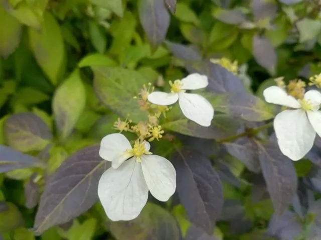 Les Hortensias du Haut Bois Fragrant Splash hortensia parfumé panaché
