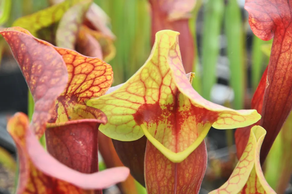 Carniflore Sarracenia x exornata red throat plante carnivore 1 point