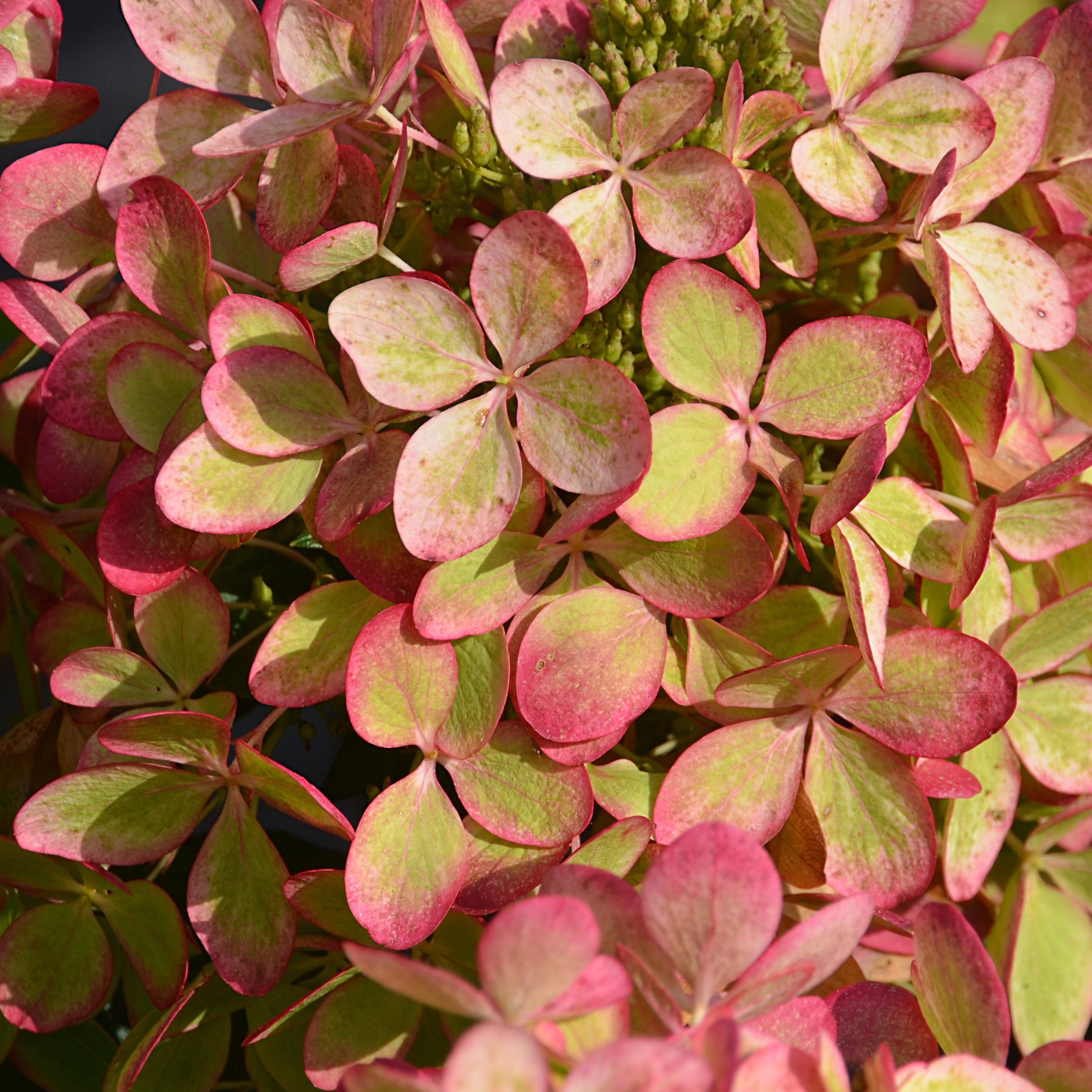 Bakker Hortensia paniculé PASTELGREEN Renxolor arbuste pot 3L