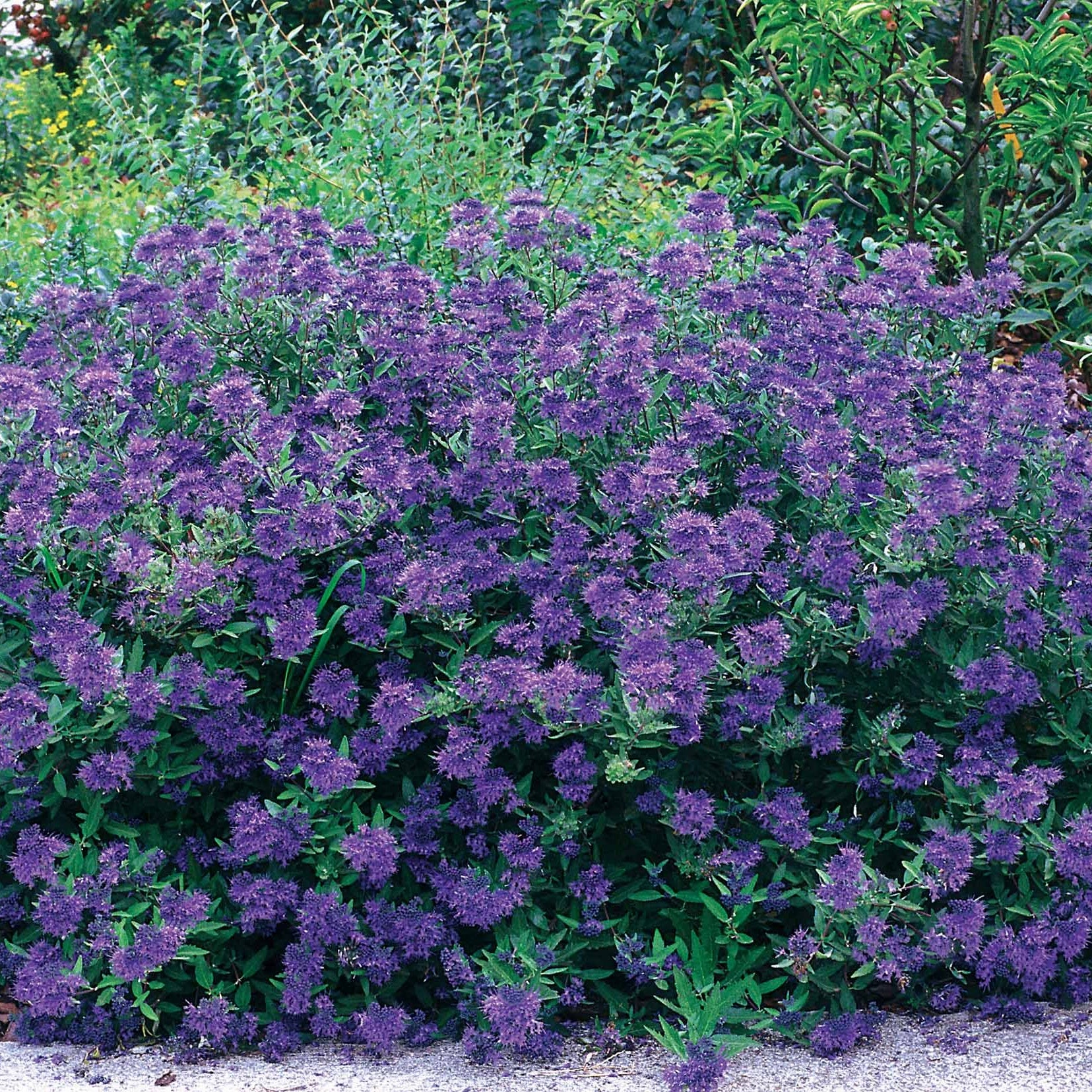 Bakker Caryopteris Oiseau bleu arbuste pot 2L fleurs bleues