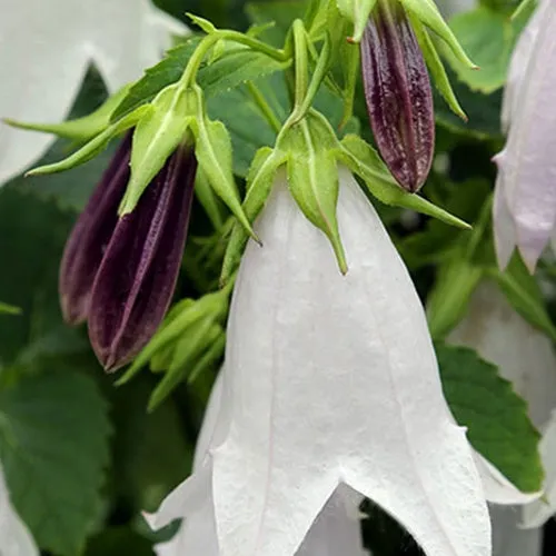 Bakker Campanule Iridescent Bells vivace pot Ø 9cm
