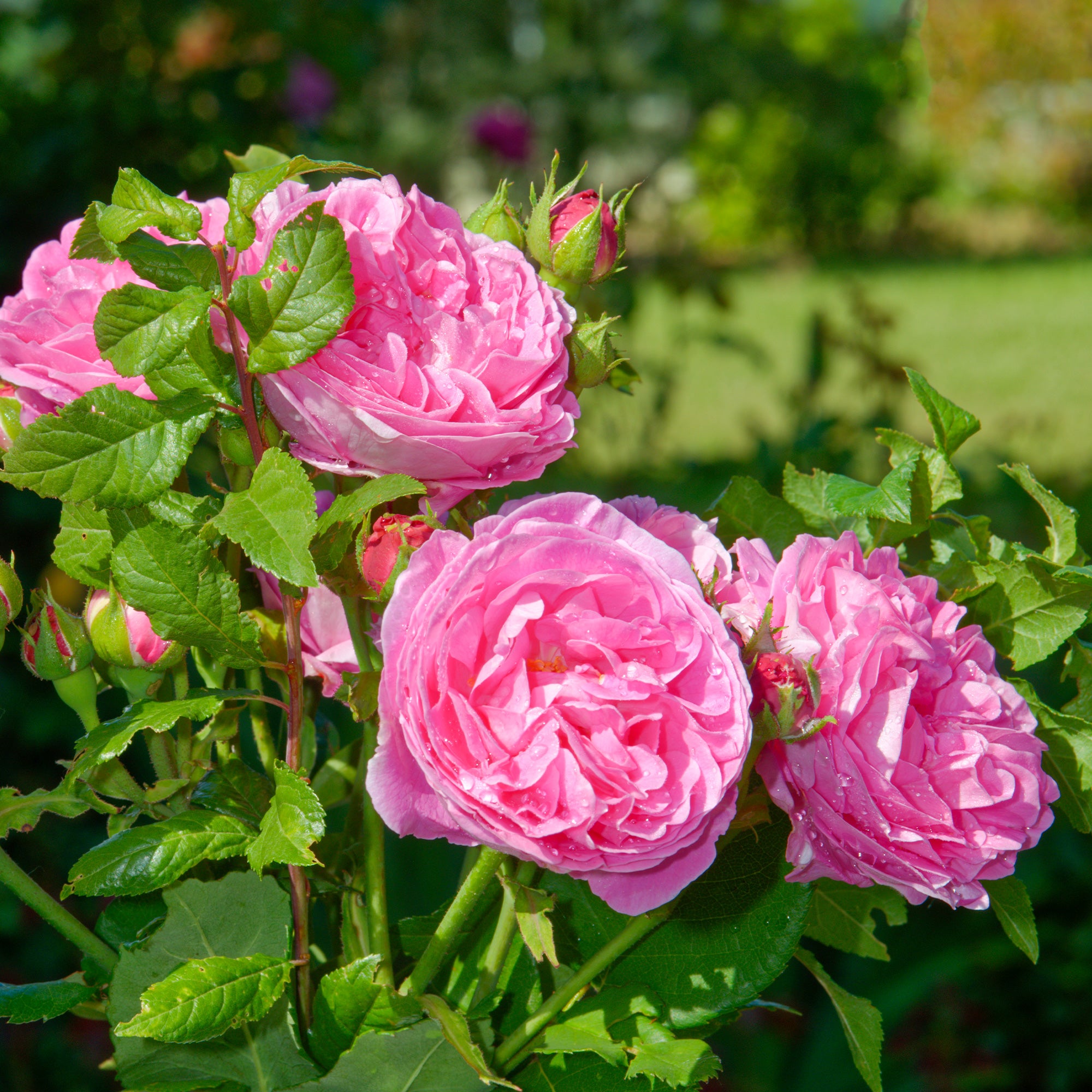 Bakker Louise Odier rosier bourbon pot 4L rose