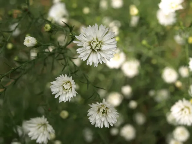 Passion Vivaces Aster Monte Cassino double vivace blanche godet