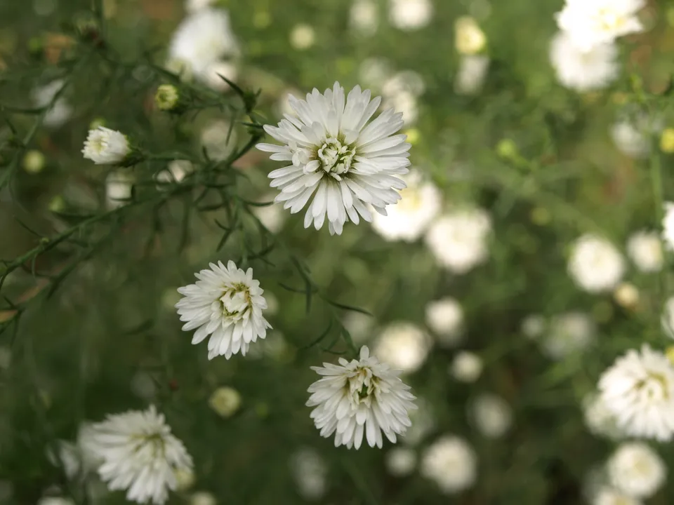 Passion Vivaces Aster Monte Cassino double vivace blanche godet