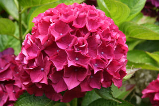 Les Hortensias du Haut Bois Doris hortensia boule rose