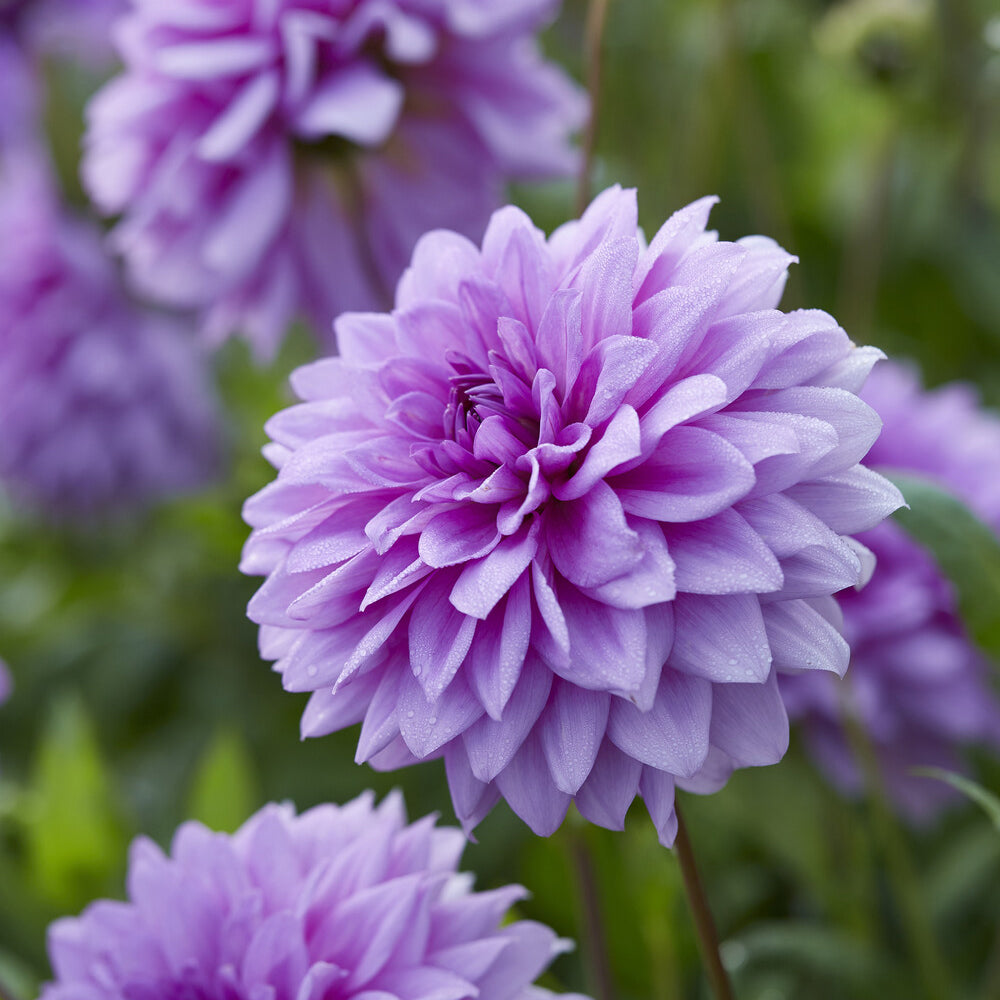 Bakker Dahlia Blue Boy bulbes sachet 3 violet décoratif