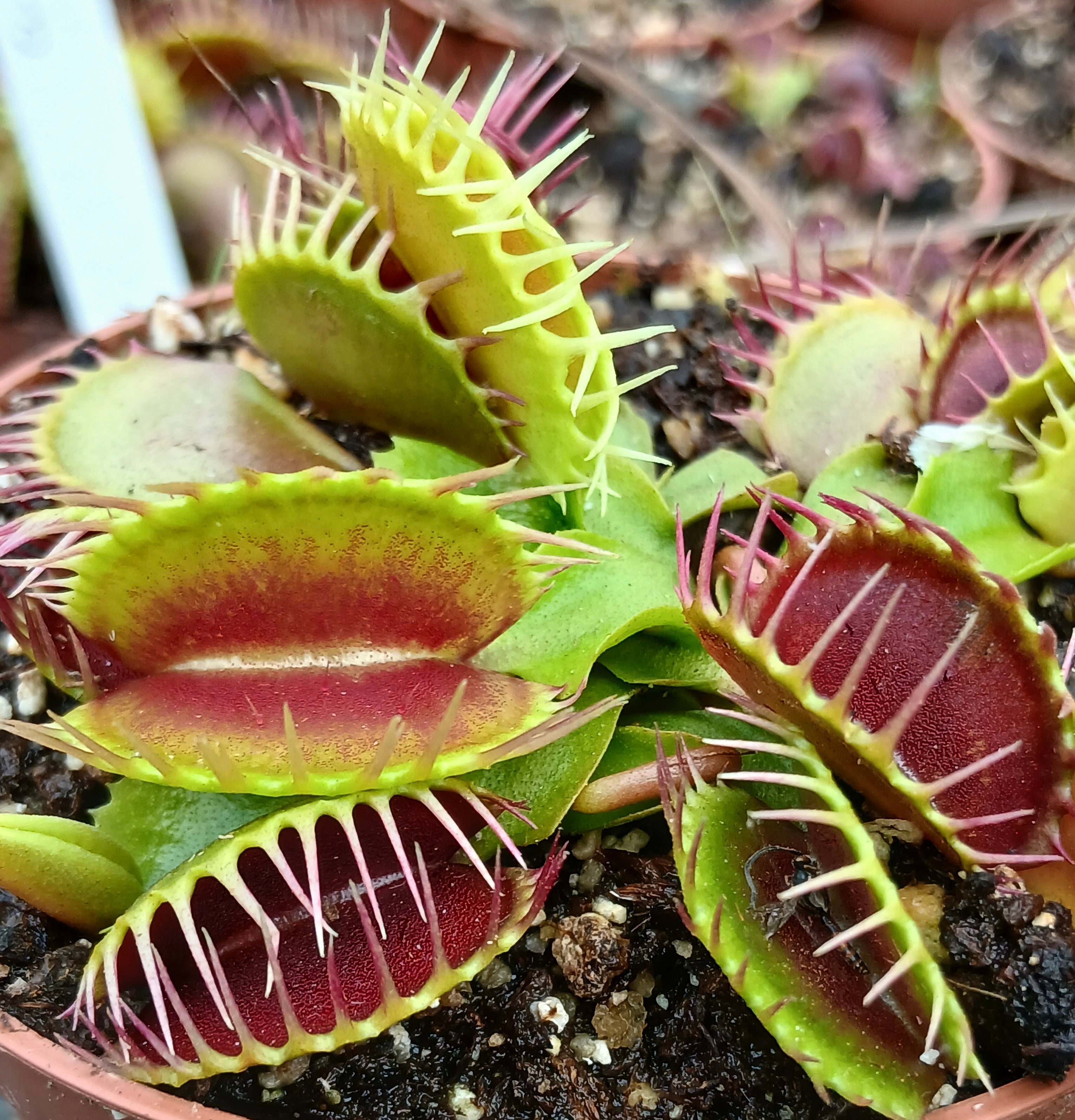Carniflore Dionaea cropped tooth blotchy plante carnivore compacte