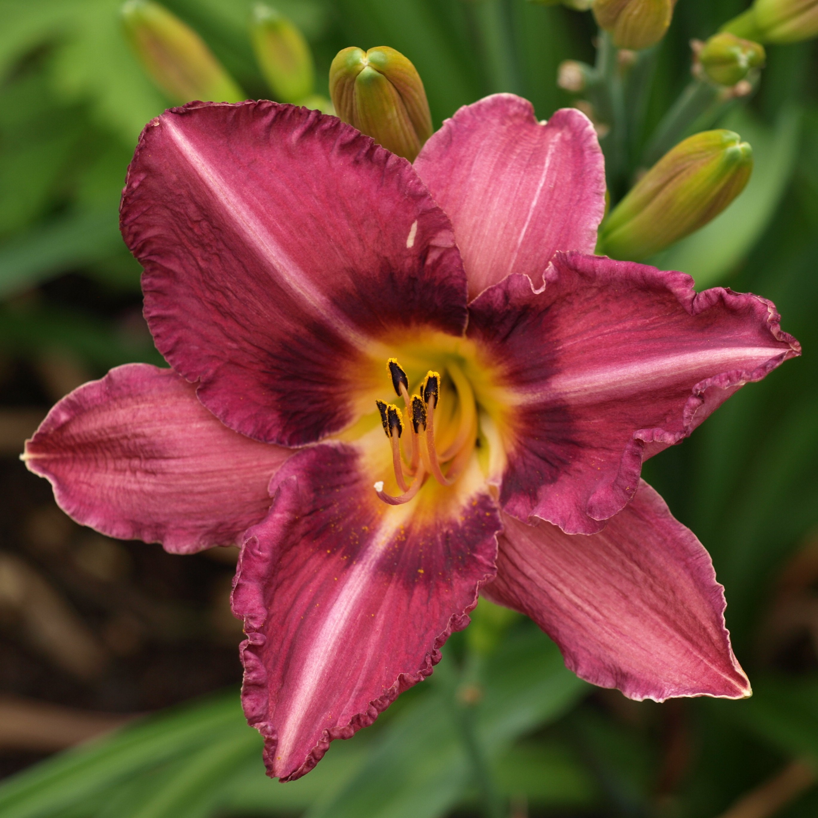 Passion Vivaces Hemerocallis Byzantine Emperor hémérocalle 1L violet