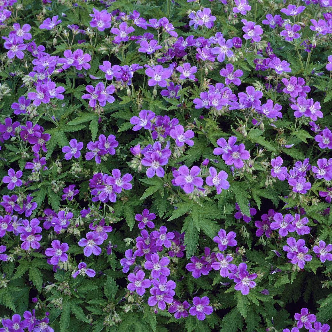 Bakker Géranium Mayflower vivace violet pot Ø 9cm