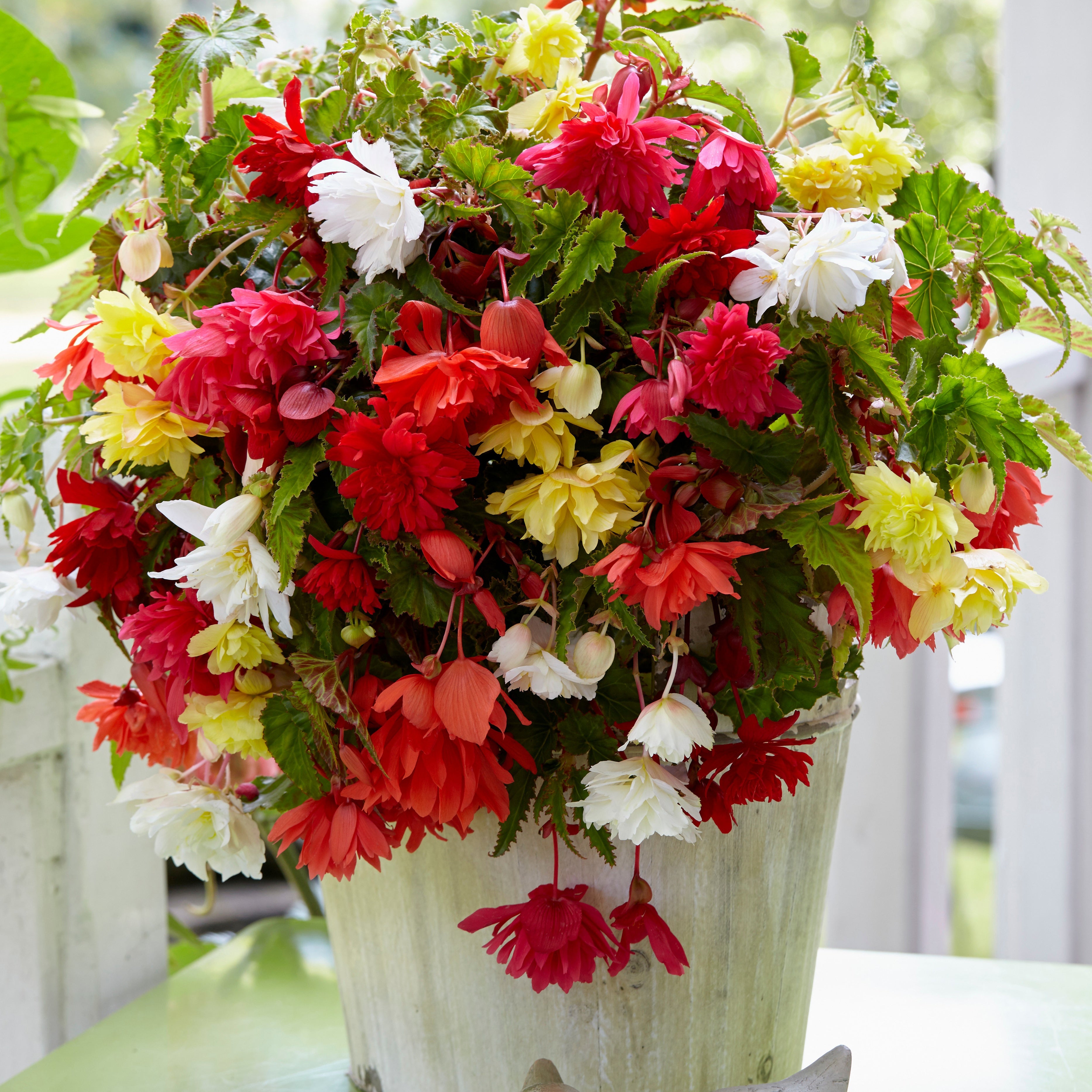 Bakker Bégonias Pendula mélange sachet 10 bulbes 3-4cm