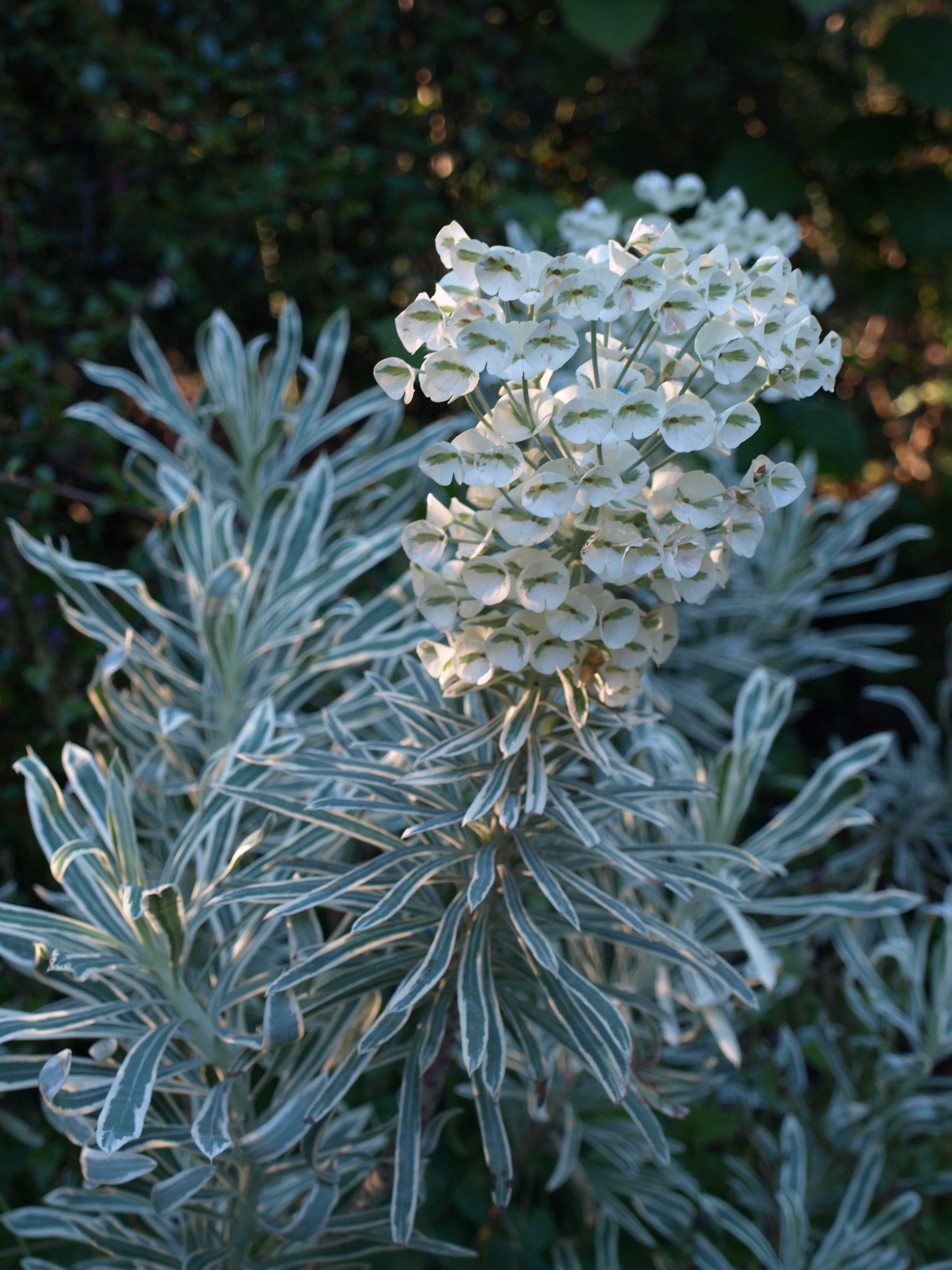 Passion Vivaces Euphorbia characias Tasmanian Tiger plante vivace pot 1L panachée