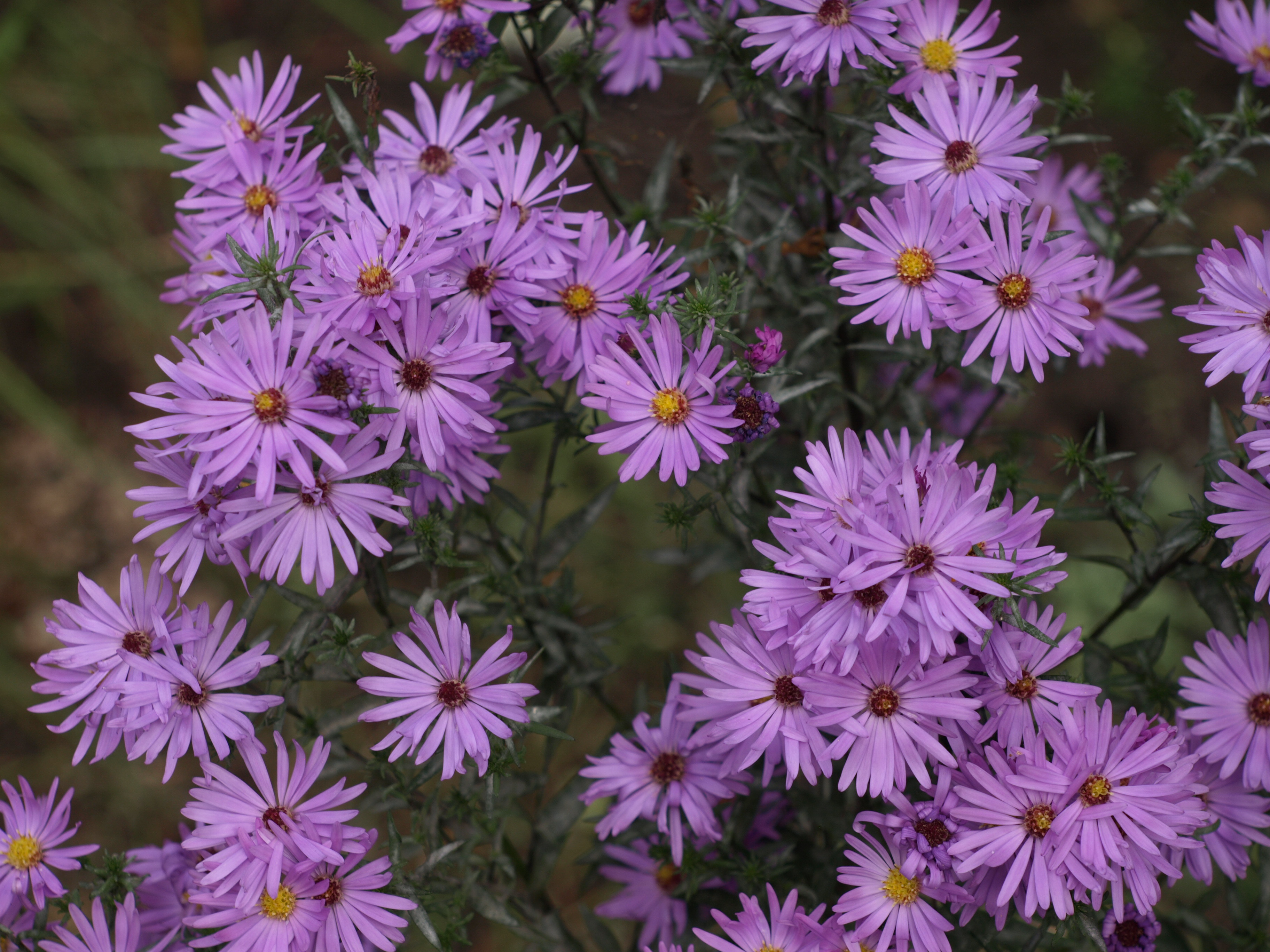 ASTER novi belgii Autumn Rose plante vivace godet rose