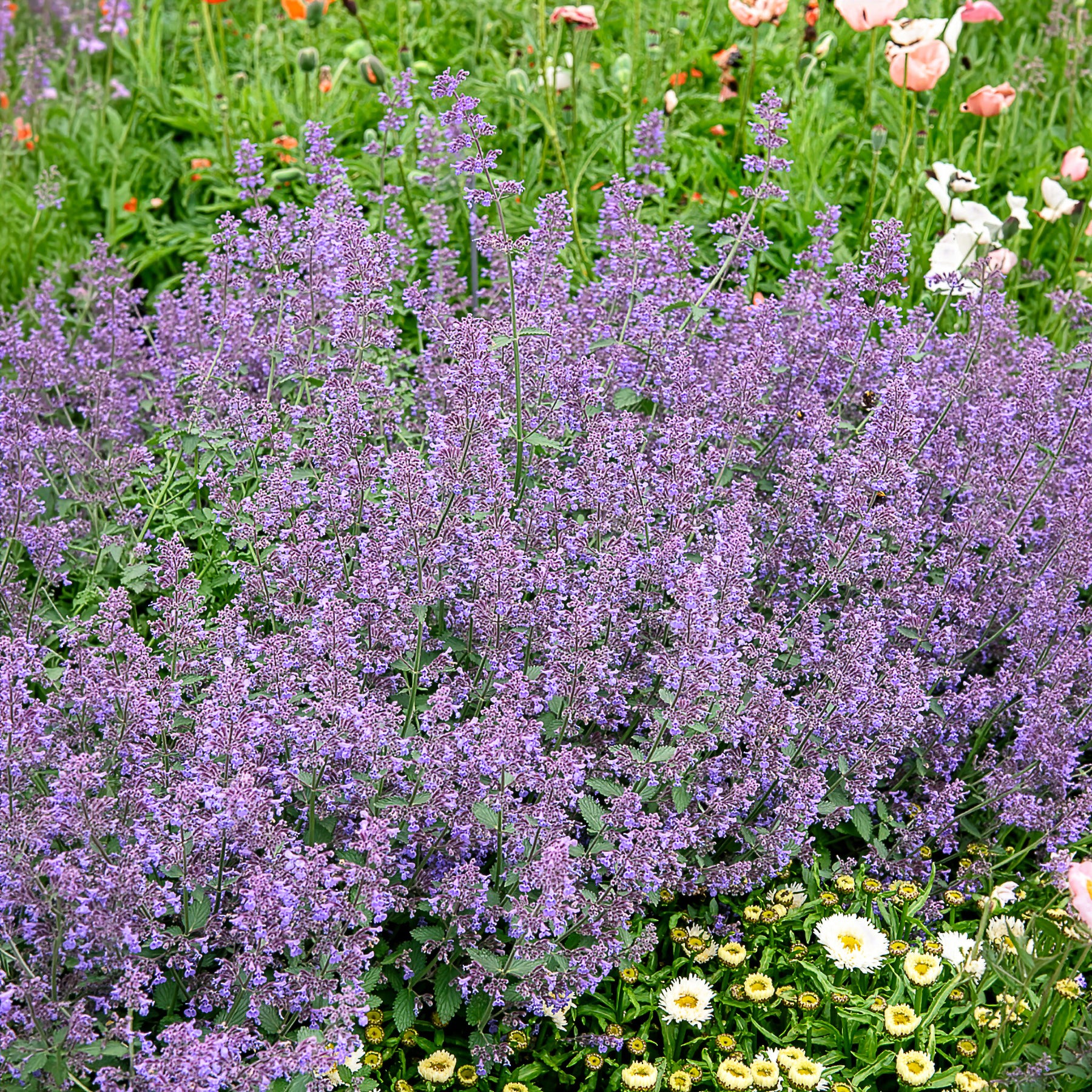 Bakker Plantes vivaces Nepeta Six Hills Giant pot 9cm violet