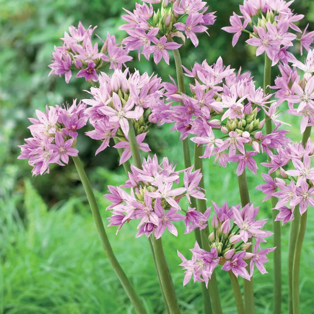 Bakker Eros allium sachet 20 bulbes violet 60cm