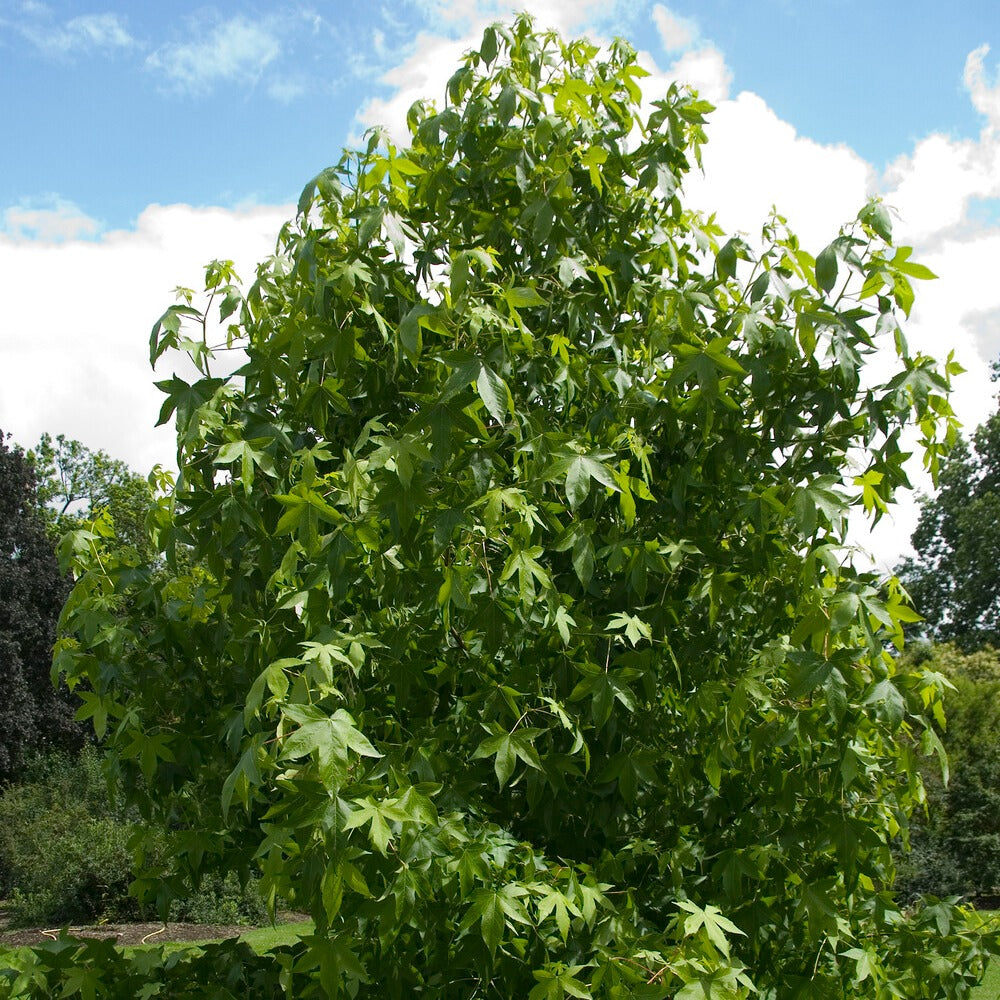 Bakker Copalme Amérique Liquidambar arbre pot 2L 60-70cm rouge