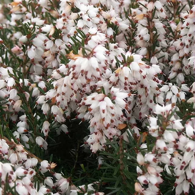 Bakker Terrasse Bruyère d'hiver Silberschmelze pot 8cm blanc