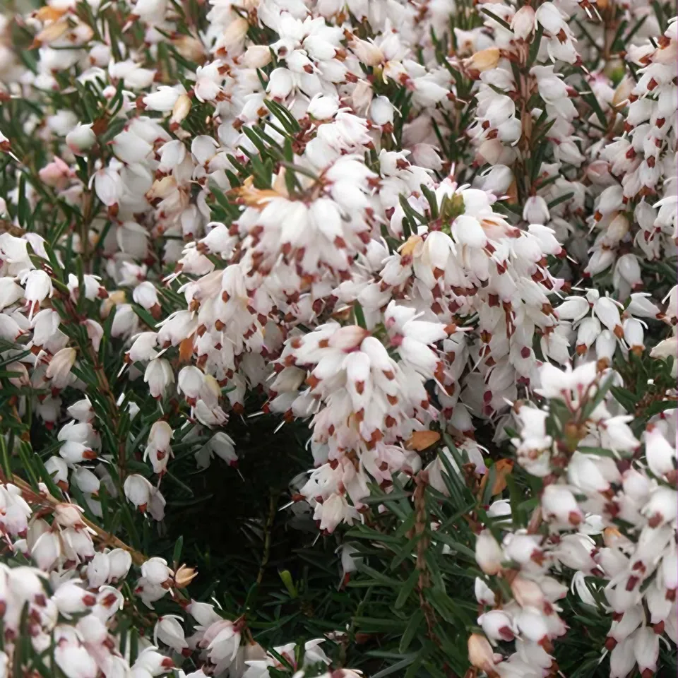 Bakker Terrasse Bruyère d'hiver Silberschmelze pot 8cm blanc