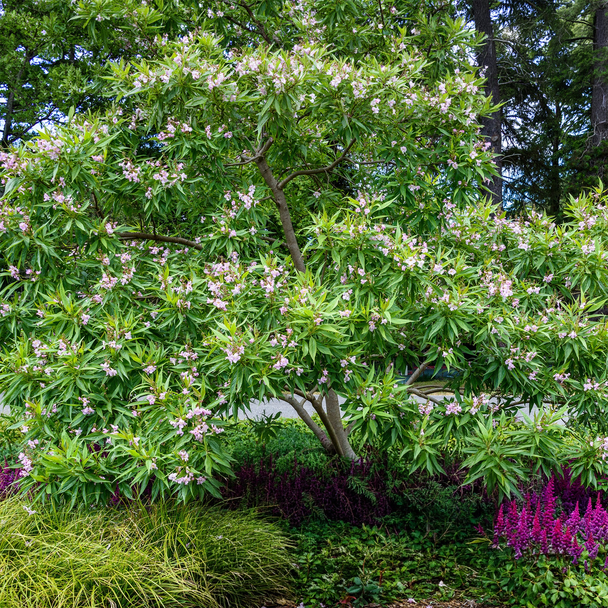 Bakker Chitalpa Pink Dawn arbre pot 3L fleurs roses 60-80cm