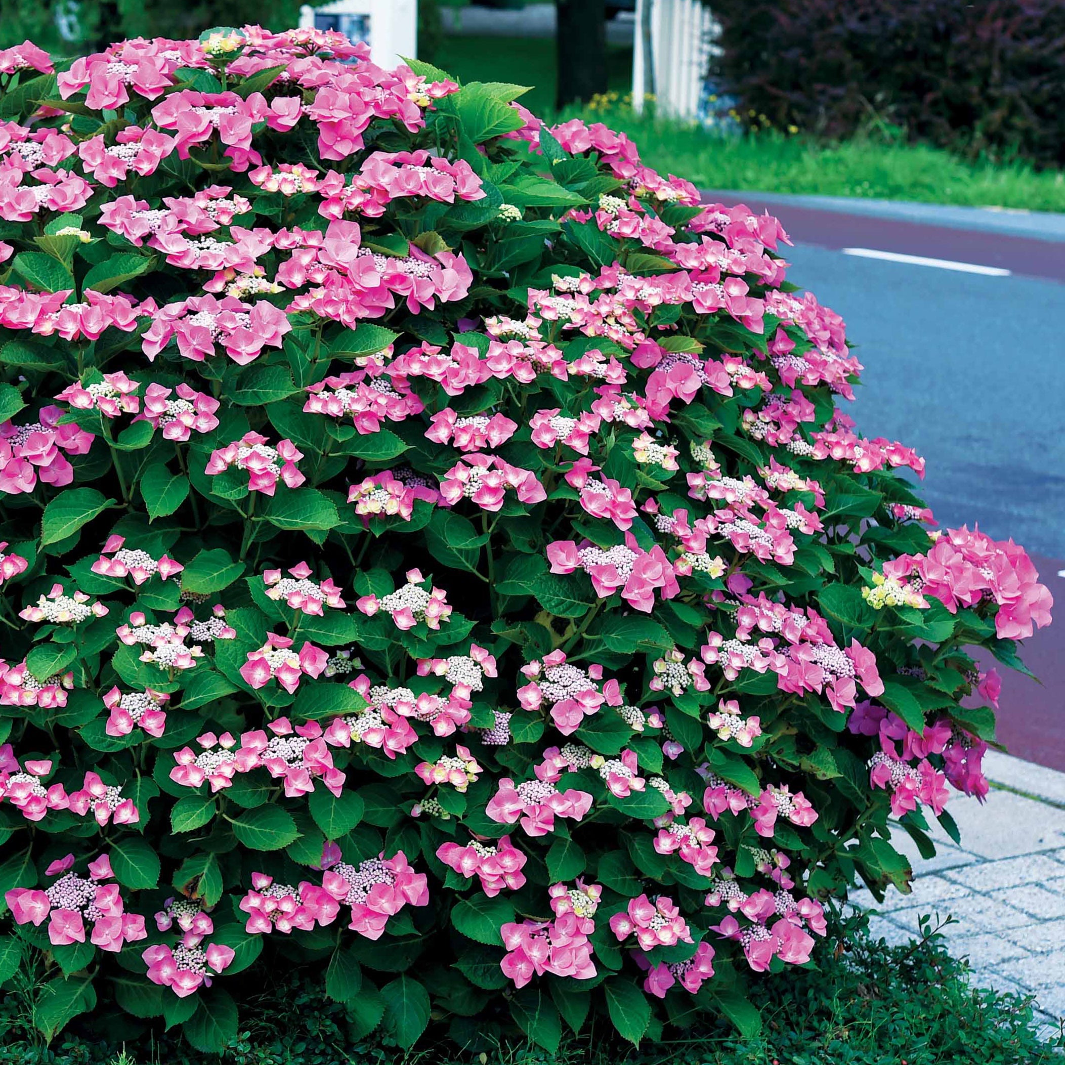 Bakker Hortensias massifs et haies arbuste 3 pots 1,5L