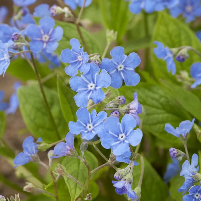 Bakker Plantes vivaces Petite bourrache bleue pot 9cm ombre