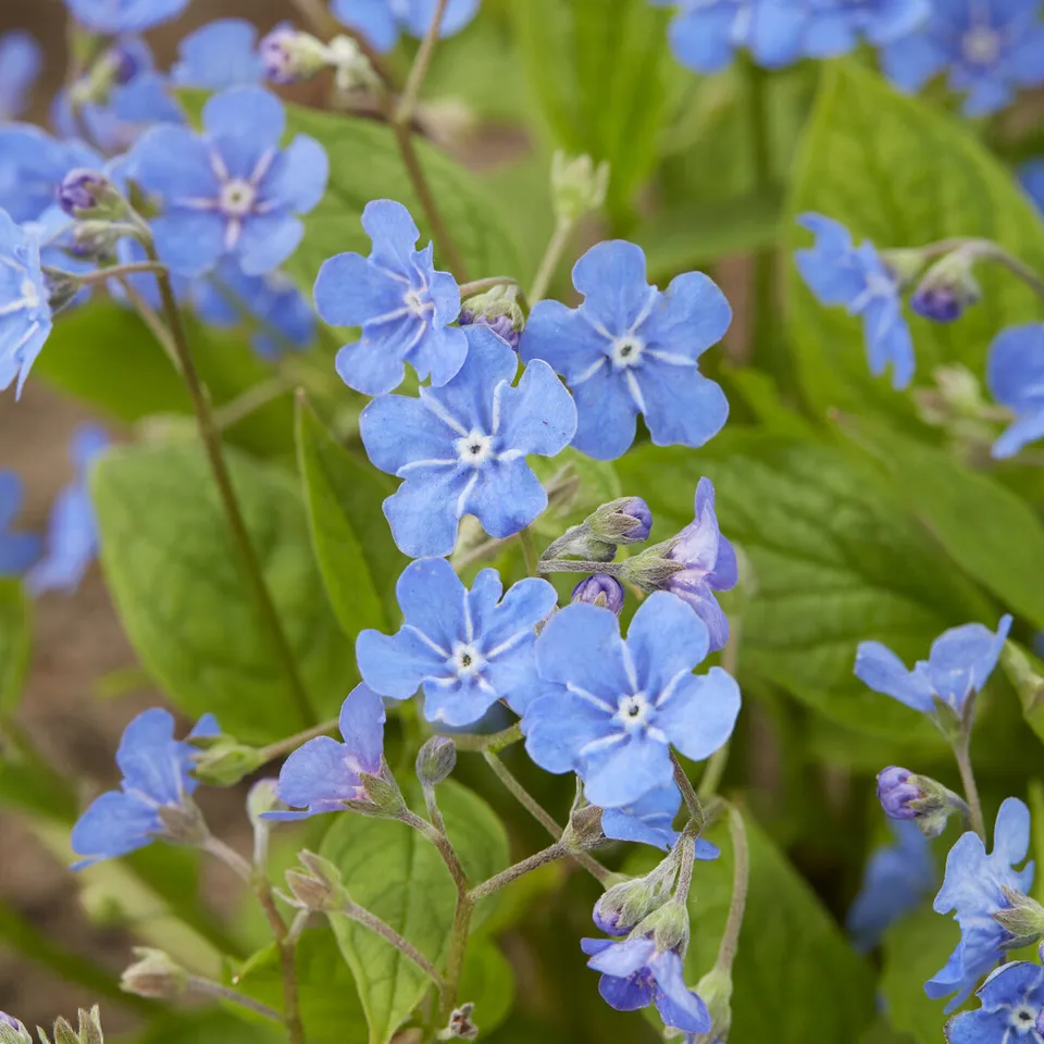 Bakker Plantes vivaces Petite bourrache bleue pot 9cm ombre