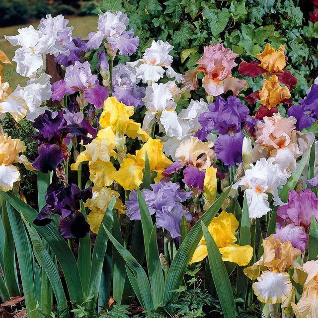 Bakker Iris jardin mélange plante vivace lot 5 racines nues
