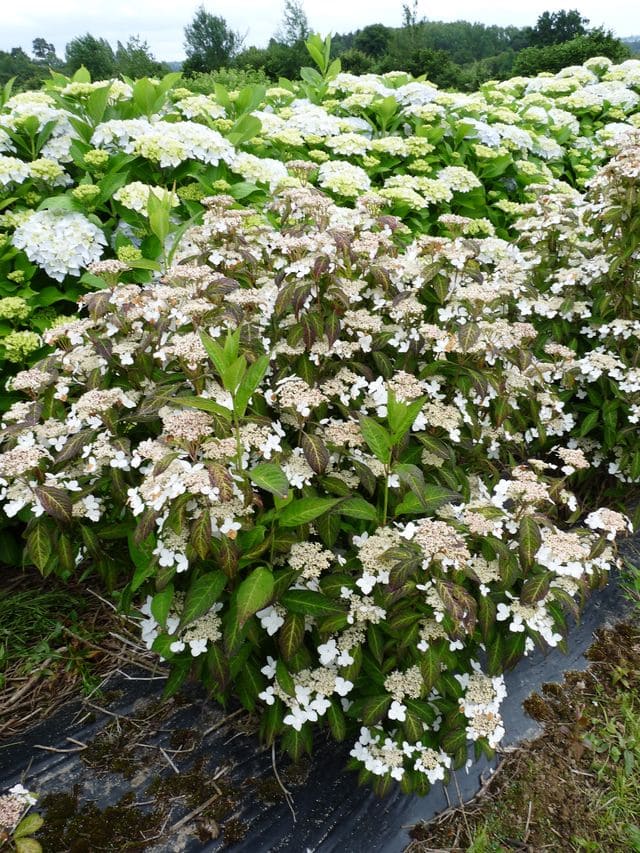 Angustata hydrangea serrata arbuste godet mi-ombre
