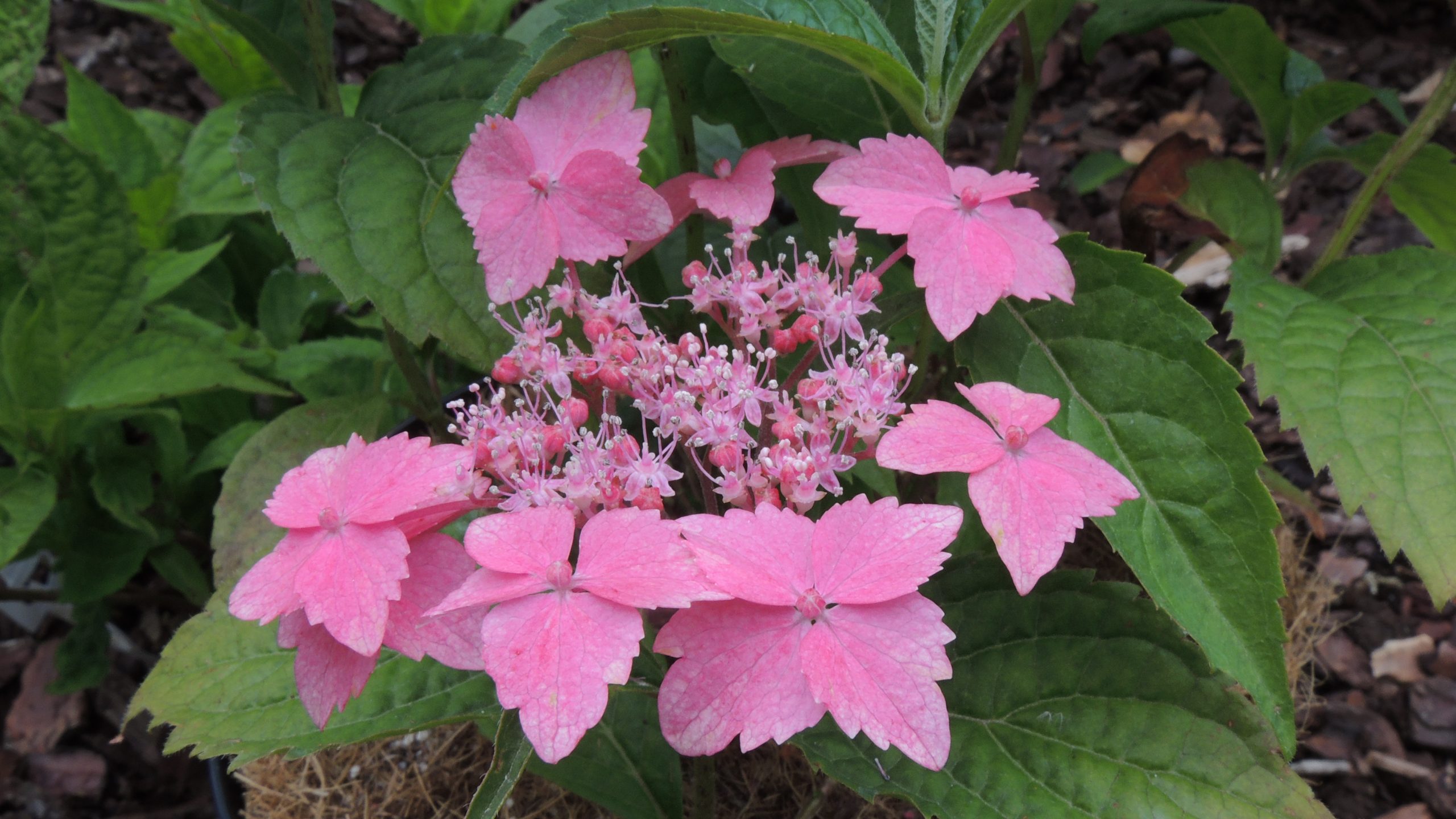 Les Hortensias du Haut Bois Issusai Jaku hortensia serrata blanc godet