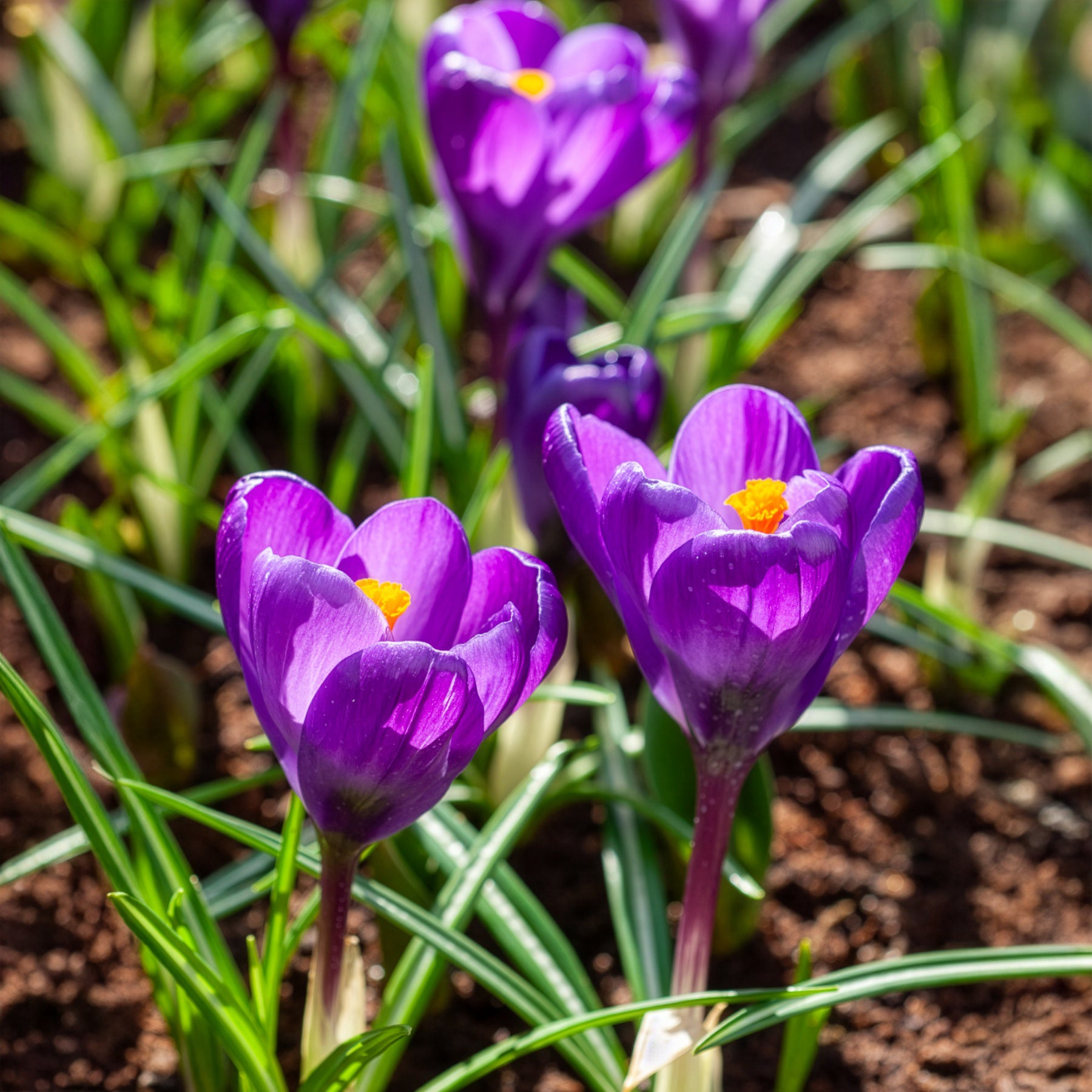 Bakker Crocus Flower Record sachet 15 bulbes violet