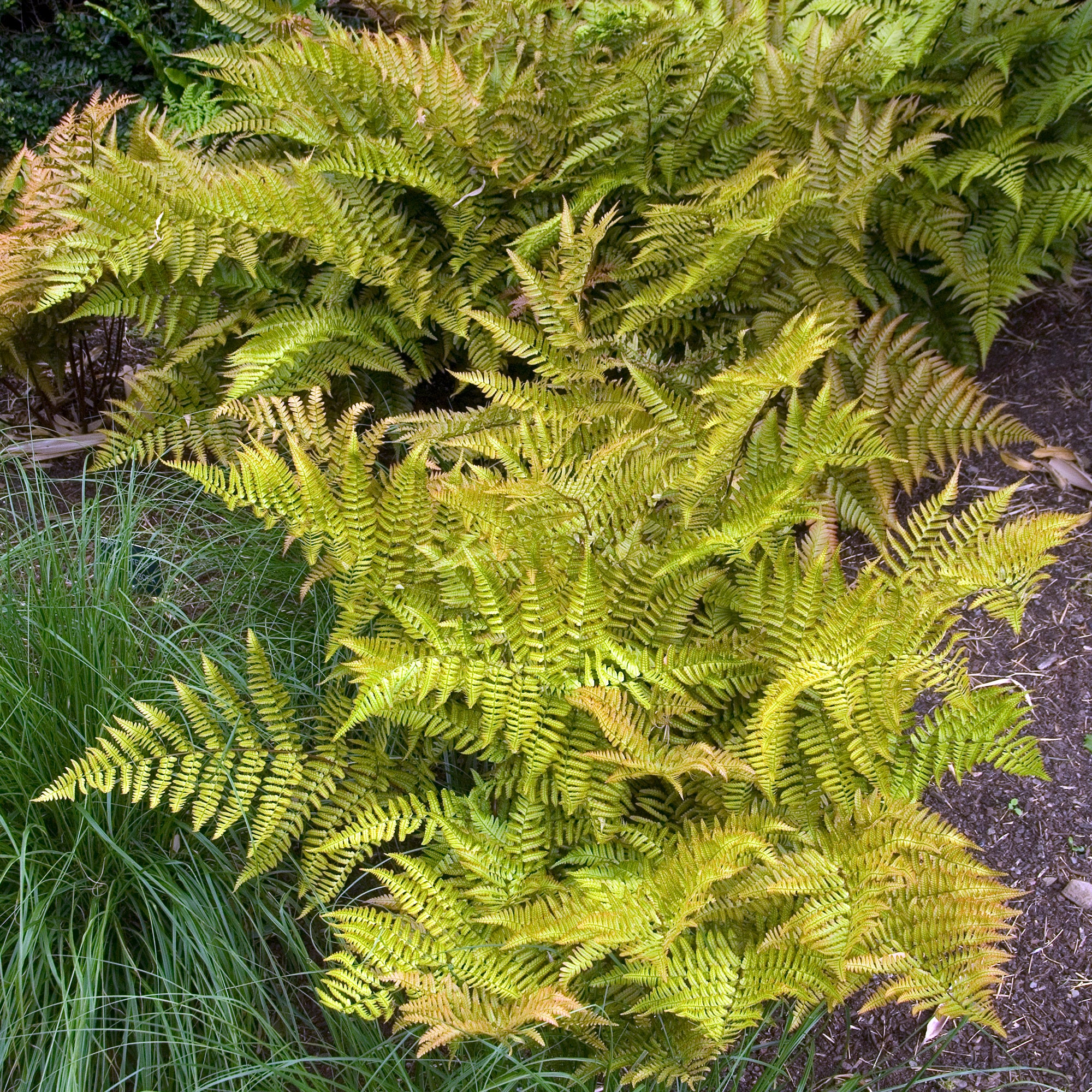 Bakker Plantes vivaces Fougère rose cuivré pot Ø 9cm feuillage persistant