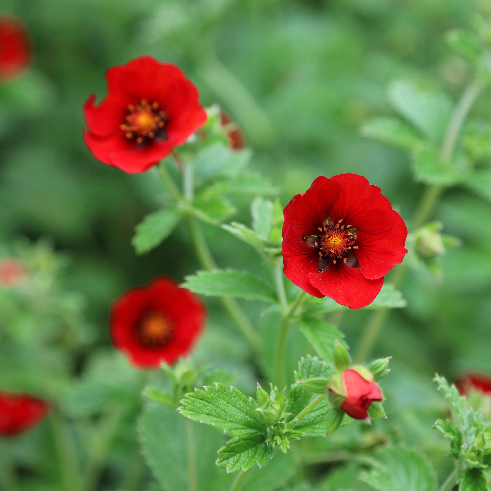 Bakker Potentille sanguine Potentilla vivace pot 8cm rouge
