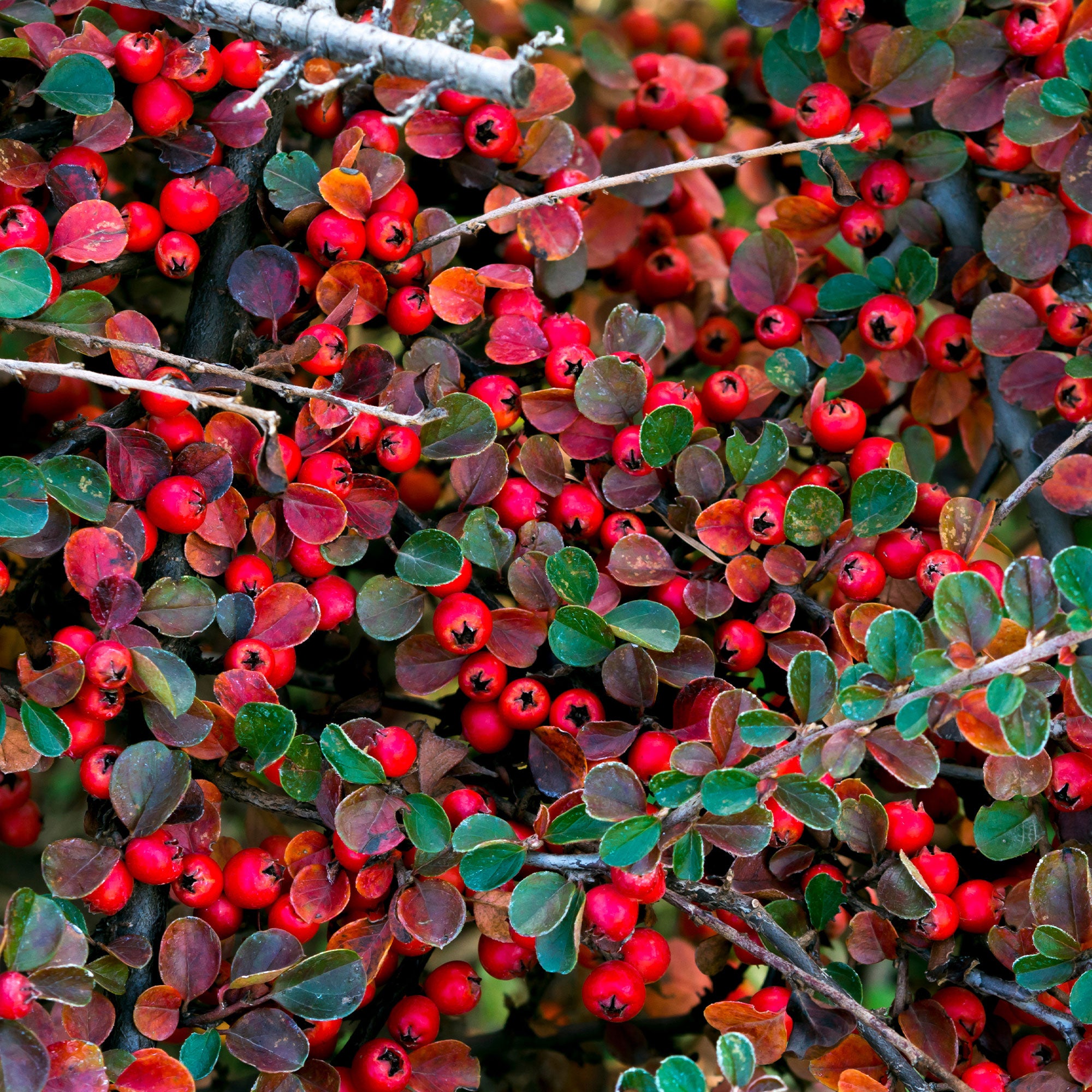 Bakker Cotoneaster rampant arbuste pot 1,5L 20-30cm