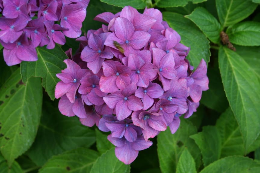 Les Hortensias du Haut Bois Rheinland hortensia macrophylla fleurs rondes