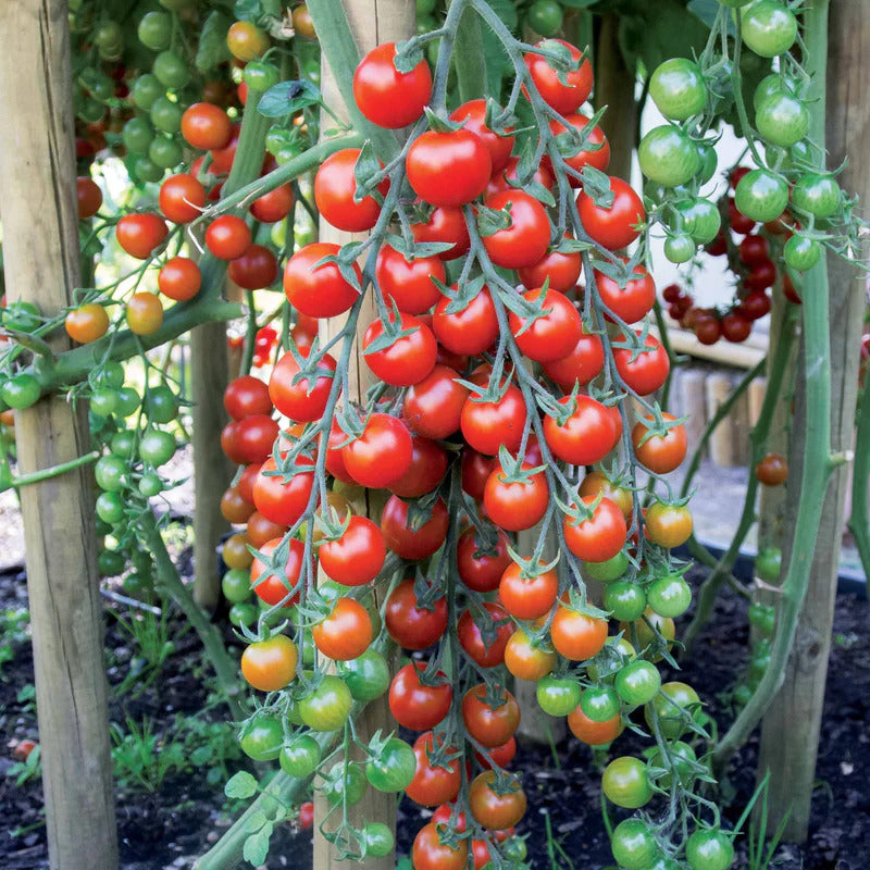 Bakker Collection 7 sachets graines potager tomates radis