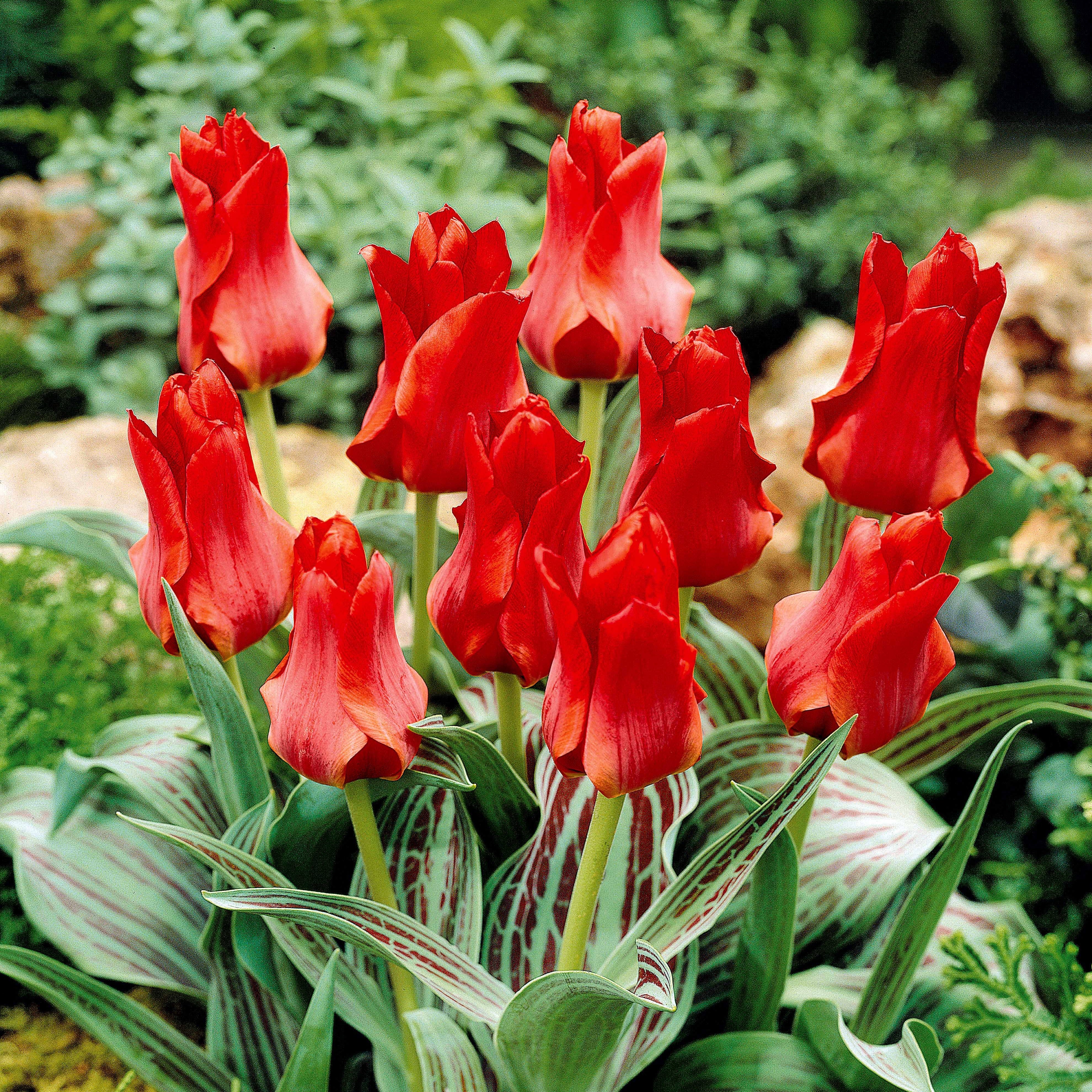 Bakker Tulipe Chaperon Rouge naine rouge sachet 10