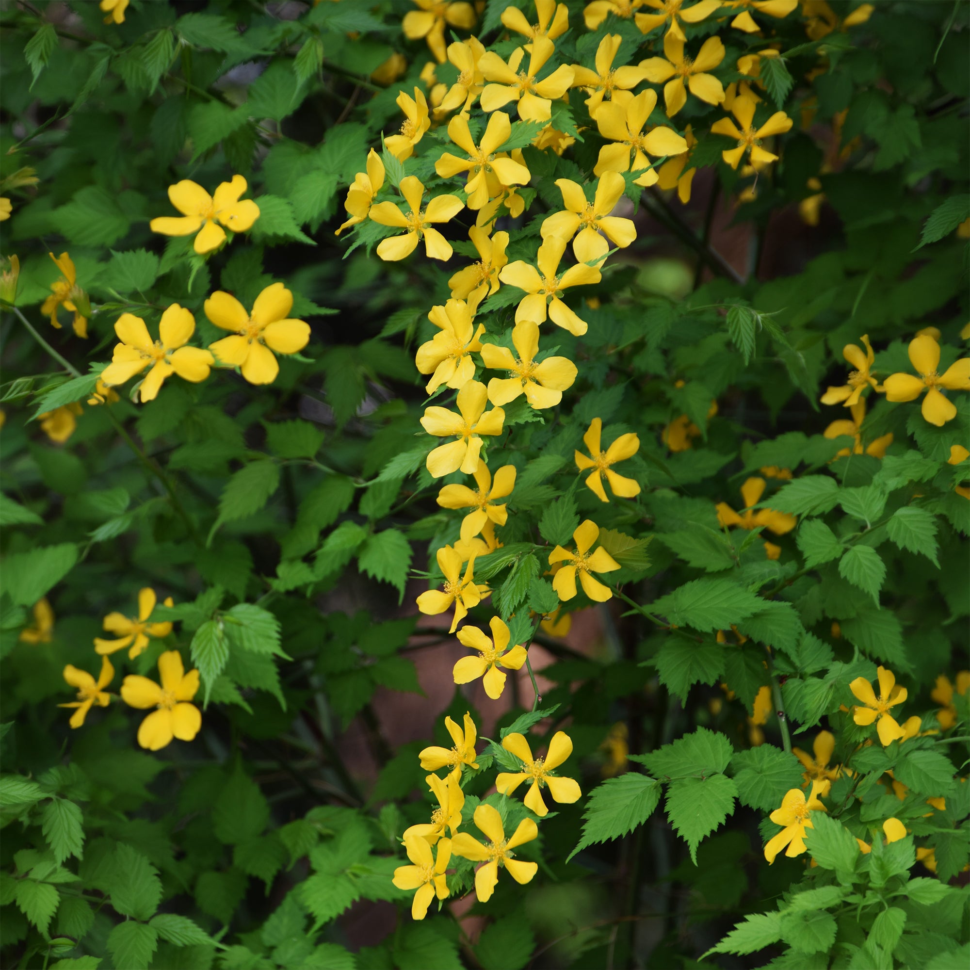Bakker Corête Japon Golden Guinea arbuste pot 2 L fleurs jaunes