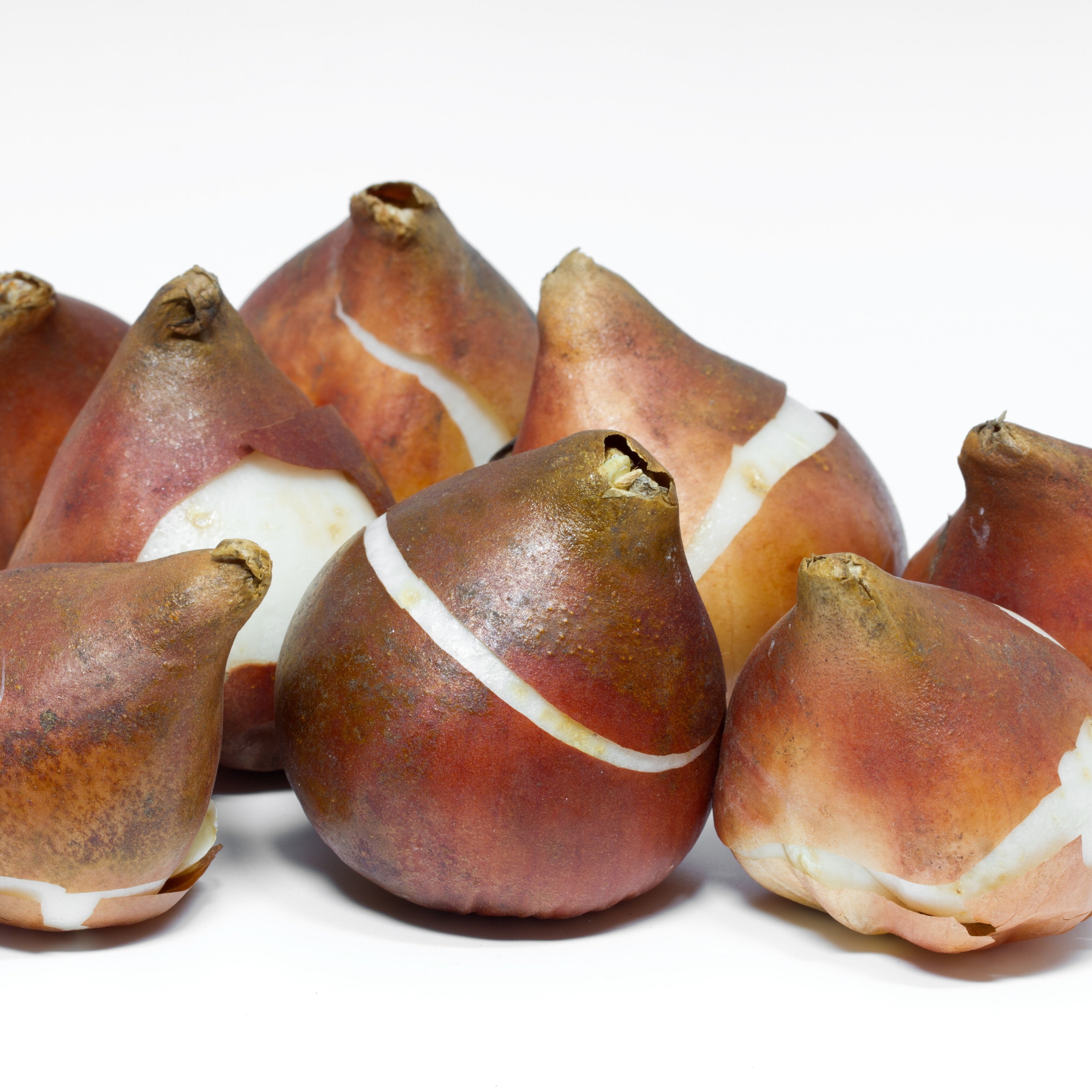 Bakker Bulbes à fleurs Tulipes longues tiges mélange 25 bulbes