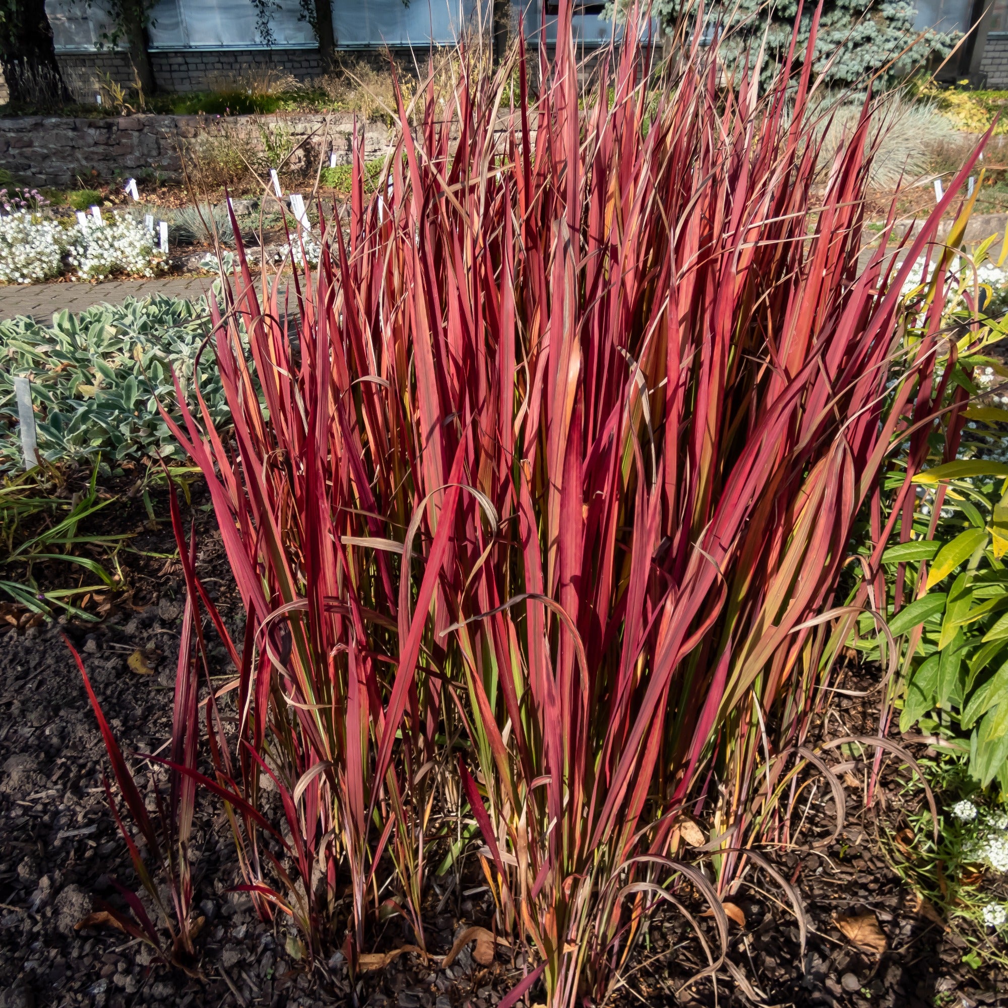 Bakker 3 Graminées colorées vivaces mélange 3 pots Ø9cm